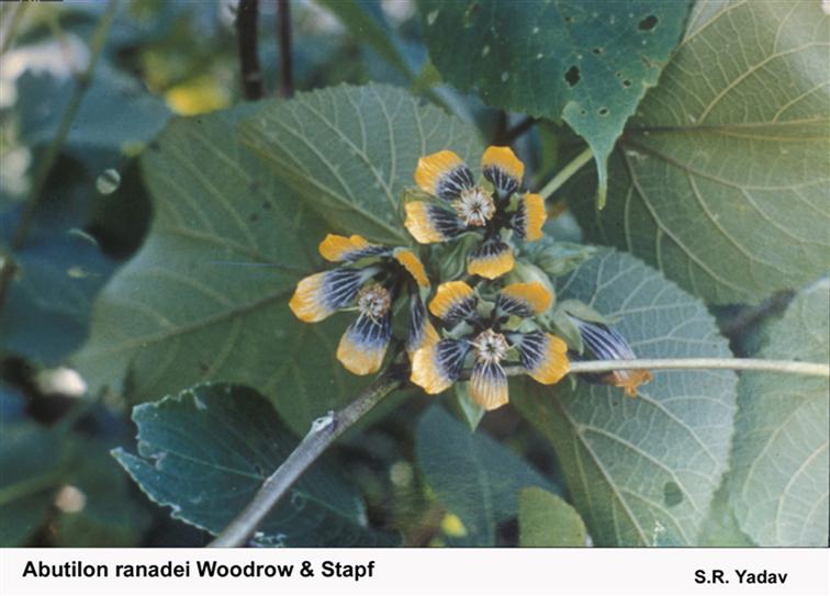 Abutilon ranadei Woodrow & Stapf